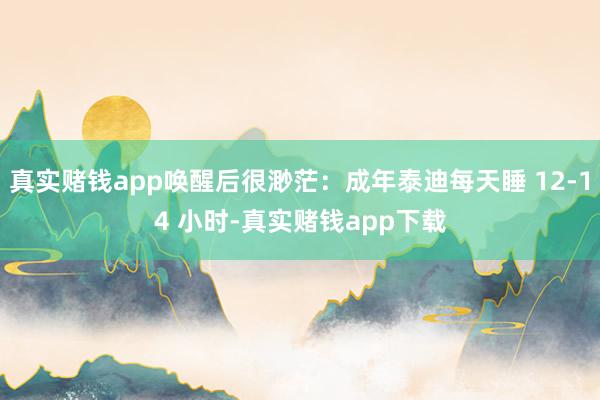 真实赌钱app唤醒后很渺茫：成年泰迪每天睡 12-14 小时-真实赌钱app下载